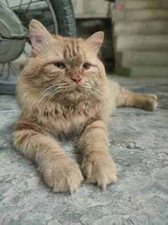 Persian Cat (Male) (Brown)