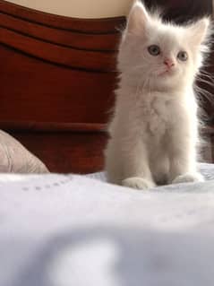 2 white persian female odd eyes and grey eyes