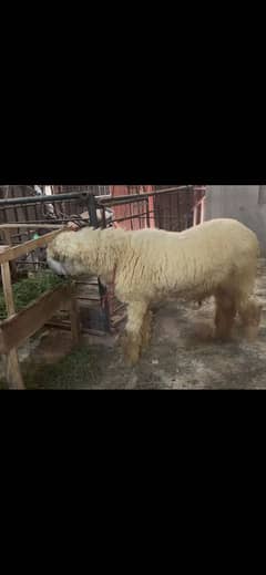 For sale mundra chatra