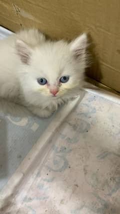 Persian