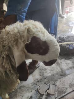 2 chatray /sheeps for sale good weight nd healty for qurbani