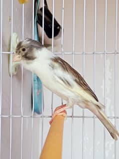 Canary