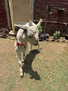 Desi Bakra