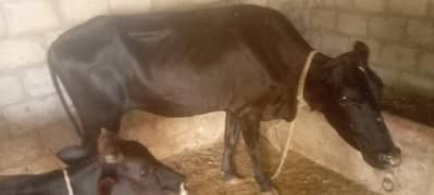 Qurbani Cows for sale in Sargodha