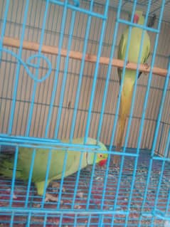 Green RingNeak pair