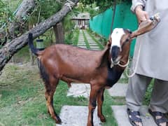 Bakra