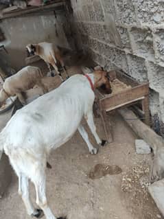 goat for sale age 2 years loc. Baldia town