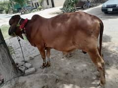 Bull almost priz fix