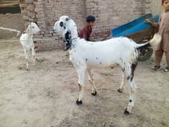 bakra