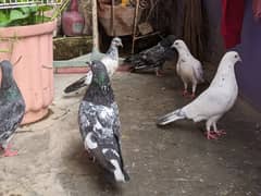 mix pigeon