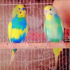 Budgie