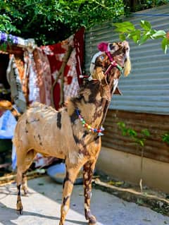 Bakra for sale