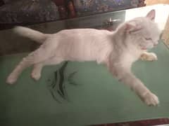 urgent sale persian cat Doll face