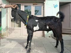 Bakra For sale