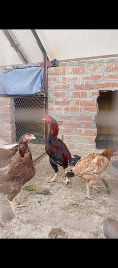aseel chicks for sale 5 days