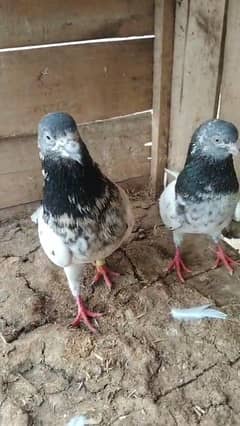 for