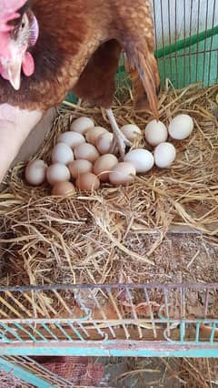 Golden Misri Breeders available