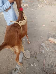 2 dant bkeri for sal sath me ak babi wo b male ha dasi bkr. 03000252608
