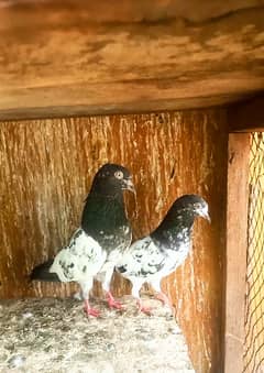 Teddy breeder pair mian nazeer 0305+9677640