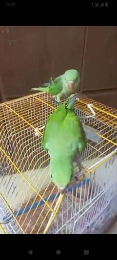 Pahari chicks pair