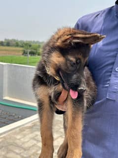 German Shepherd double coat non Pedigree dog price  final hai