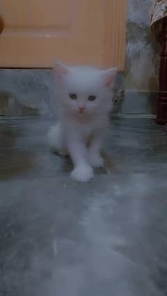 Persian
