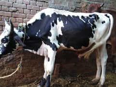 Bull