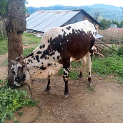 Qurbani bull | Bachra | sahiwal bull | desi bull | Wehra | بچرا /2025