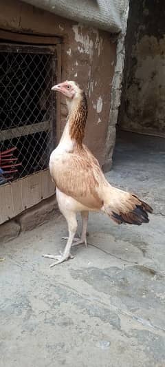 Aseal