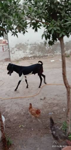 Bakra For Sale
