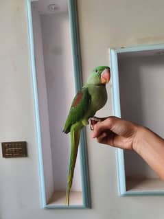 Kashmiri Raw Parrot Age 4 month proper self and healthy 03006390550