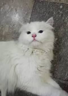 heavy furrr male cat