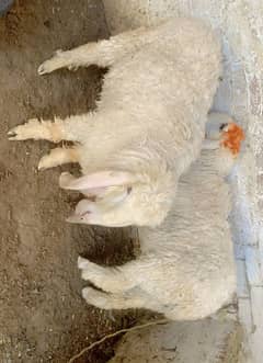 Bakra for sale