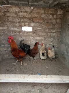 cock and hen