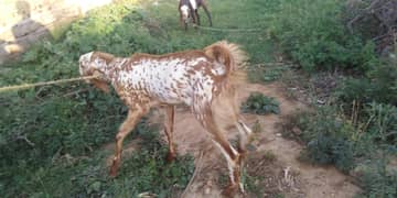 Cheena bakra for sale