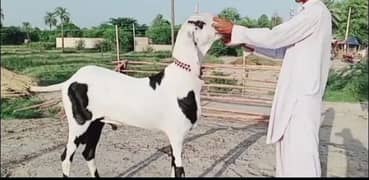rajanpuri Bakra for the sale WhatsApp number 0324,3941,421
