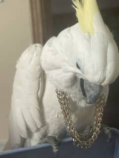 Medium Sulphur Cockatoo .