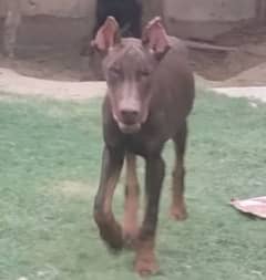 erupen doberman male puppy