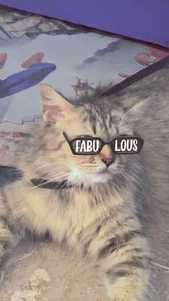 cat