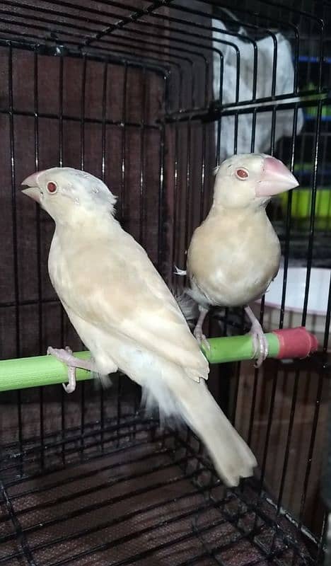 Fawn Java Pathay and white, Silver Java pathay 1