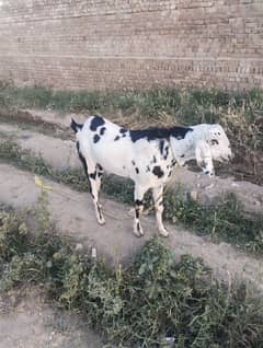 desi beetal bakra for sale