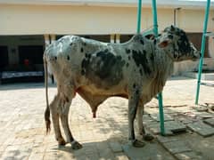 weda/bacha/goat/bakra/bull
