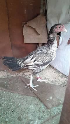 aseel murga
