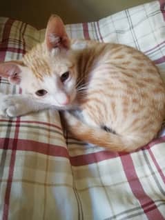 female kitten