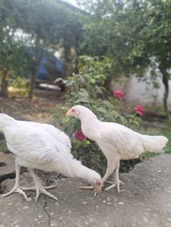 Aseel Heera (Paper white) Top Quality