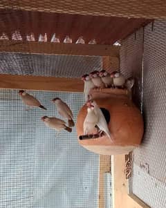 fawn java