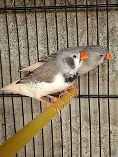 mix mutation Finch pair
