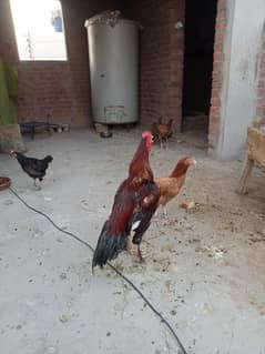 aseel eggs price 100