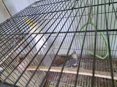 cockatiel pair for sale