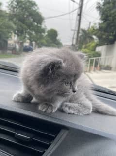 Persian cat for sale
